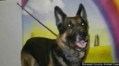 10 Najbolj neverjetnih primerov lojalnosti psov